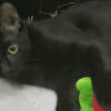 小吉听懂了猫语但不想鸟我T  T