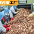 韩国猪内脏加工厂，用边角料也能做成大公司，吃法和做法值得学习