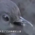 澳洲琴鸟能模仿它听到的任何声音