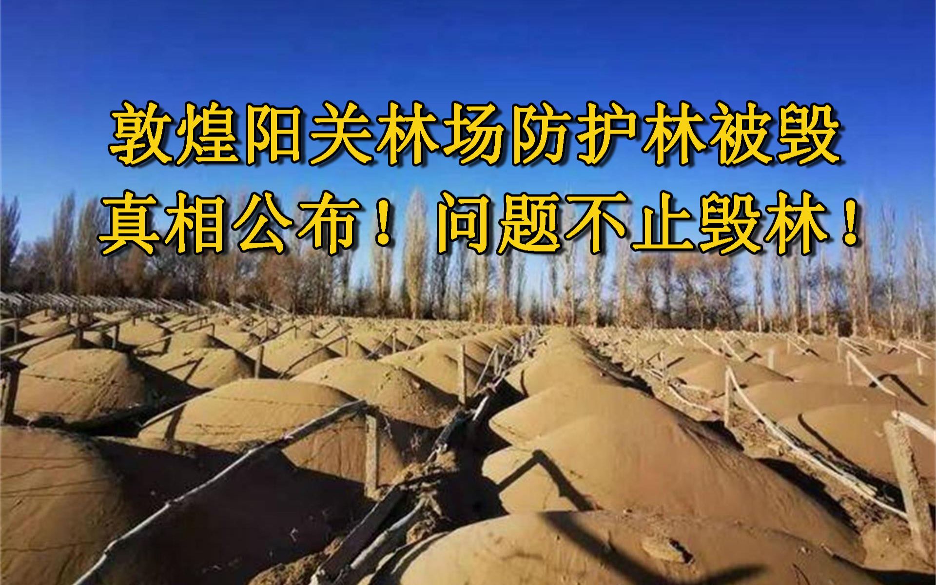 三部委公布阳关防护林场被毁真相!存在毁林采伐,挪用国家补偿资金事实