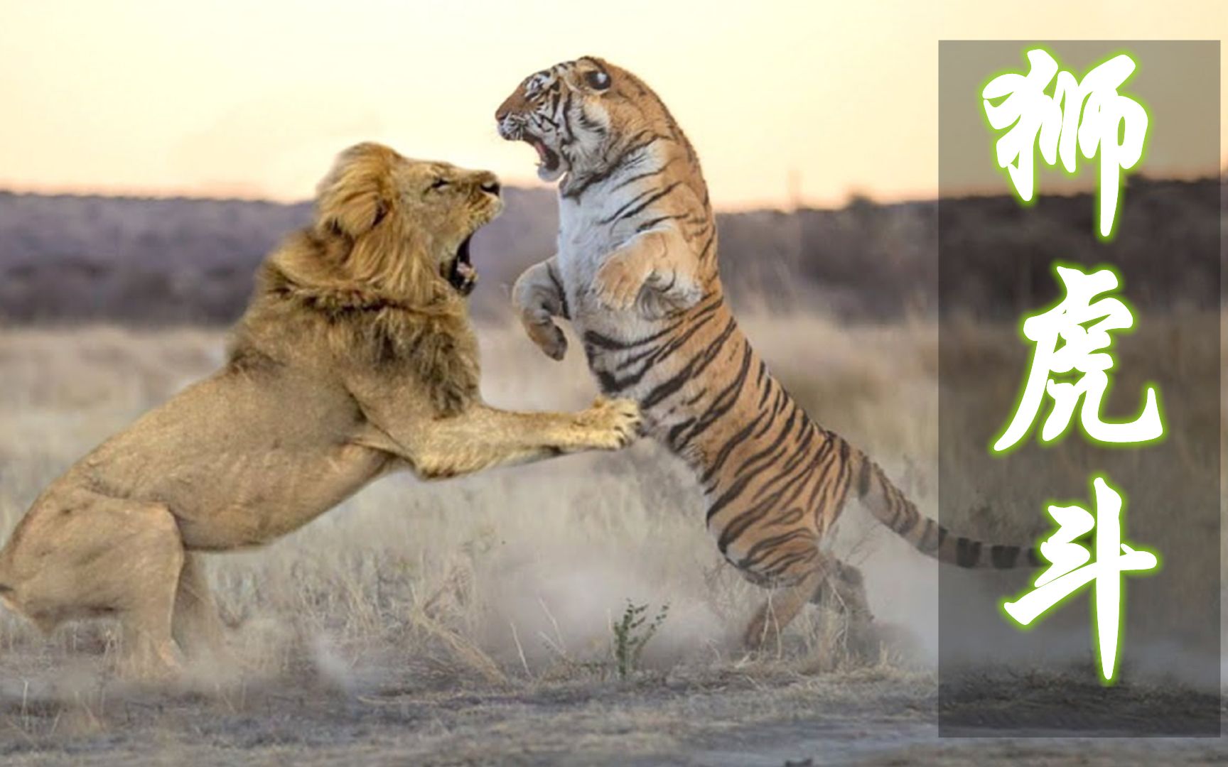 老虎与狮子哪个厉害 老虎杀死狮子真实视频 - 汽车时代网