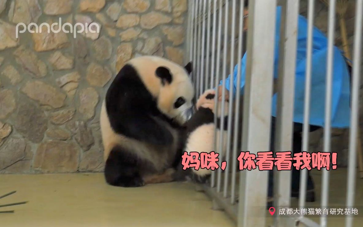 这位熊猫妈妈，你也太膨胀了吧！