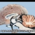 大脑内部结构  及其功能