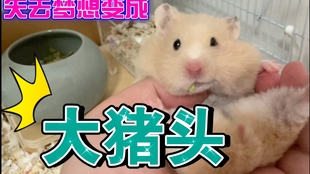 72131eca76b924f345ad9653cd2fa21f5af58334.jpg@310w_174h_1c_100q.jpg