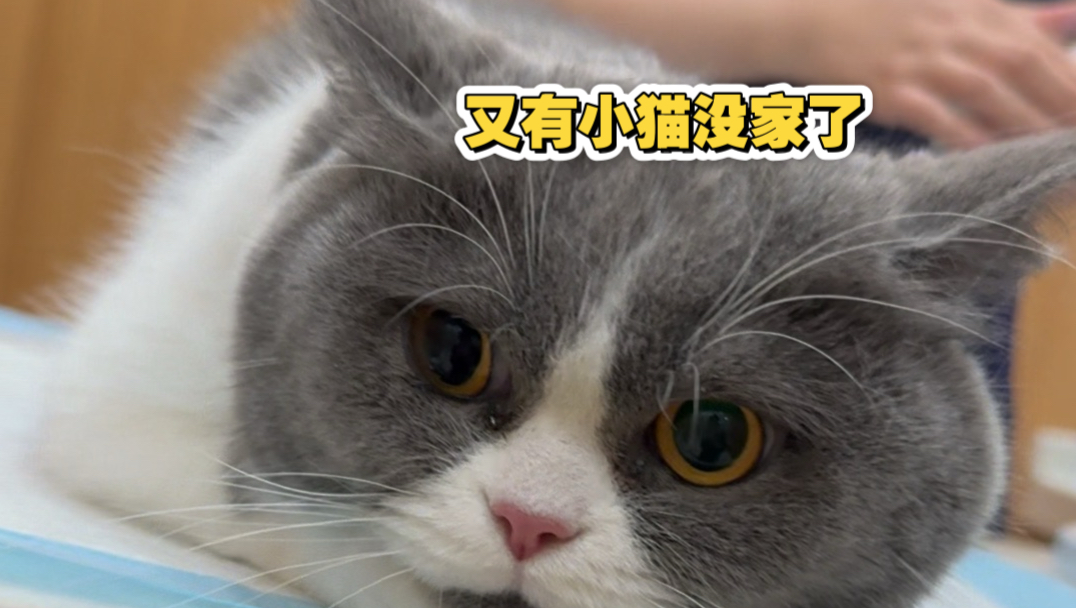 又有小猫没有家了