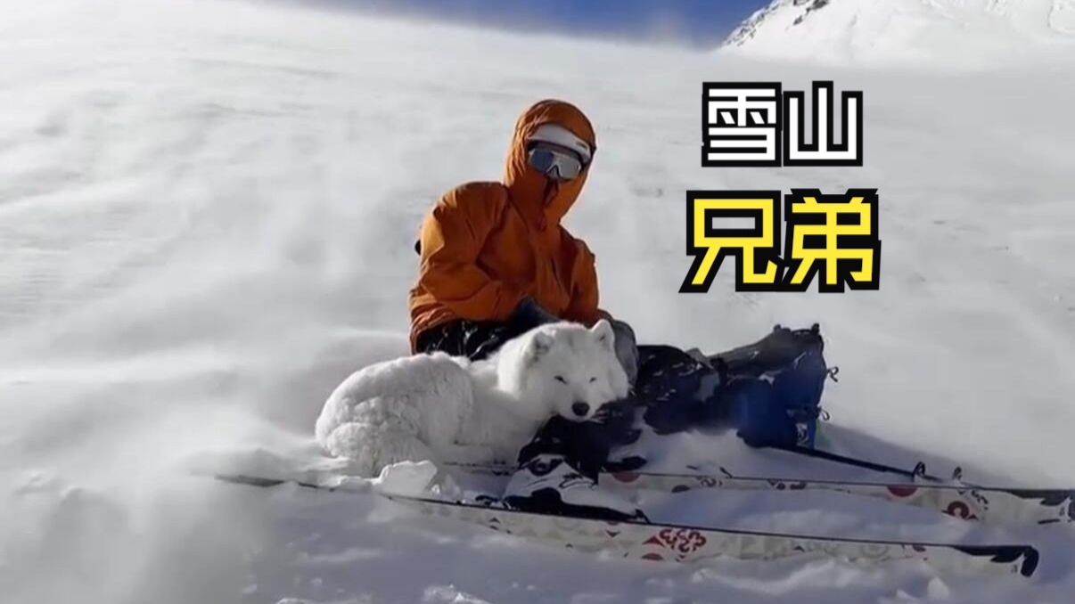 那些让人惊叹的动物视频！