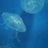 近距离观看水母是怎么游动的