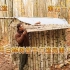 荒野建造: 男子用白桦树徒手打造完美小木屋。