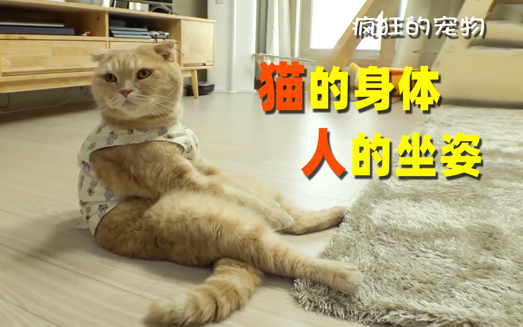 猫咪妖娆的坐姿小姐姐说像她前任男友这猫把她当成了保姆