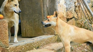 为什么叫二踢脚鞭炮 727f9389d96b2f0476a186b9895f7a47c9e9b61b.jpg@310w_174h_1c_100q.jpg