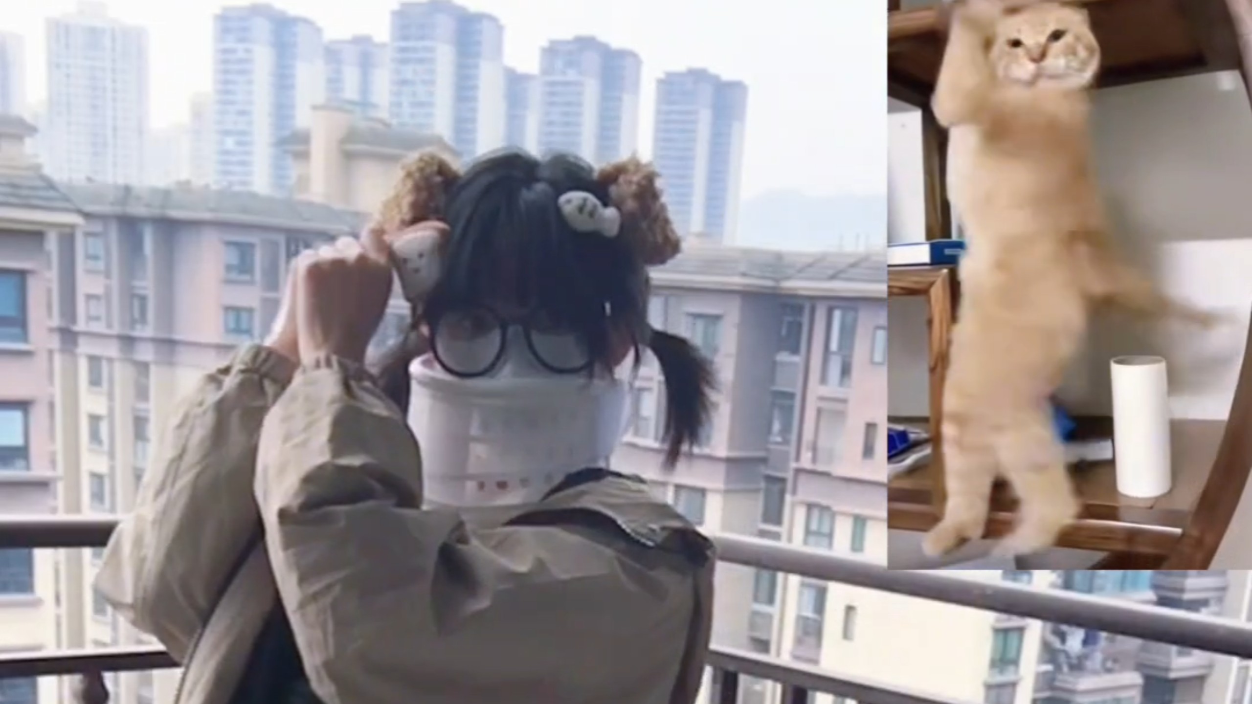 Big Dog Big Dog Jumping