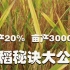 揭秘，水稻亩产3000斤，掌握好这3点技巧，增产20%！学到了