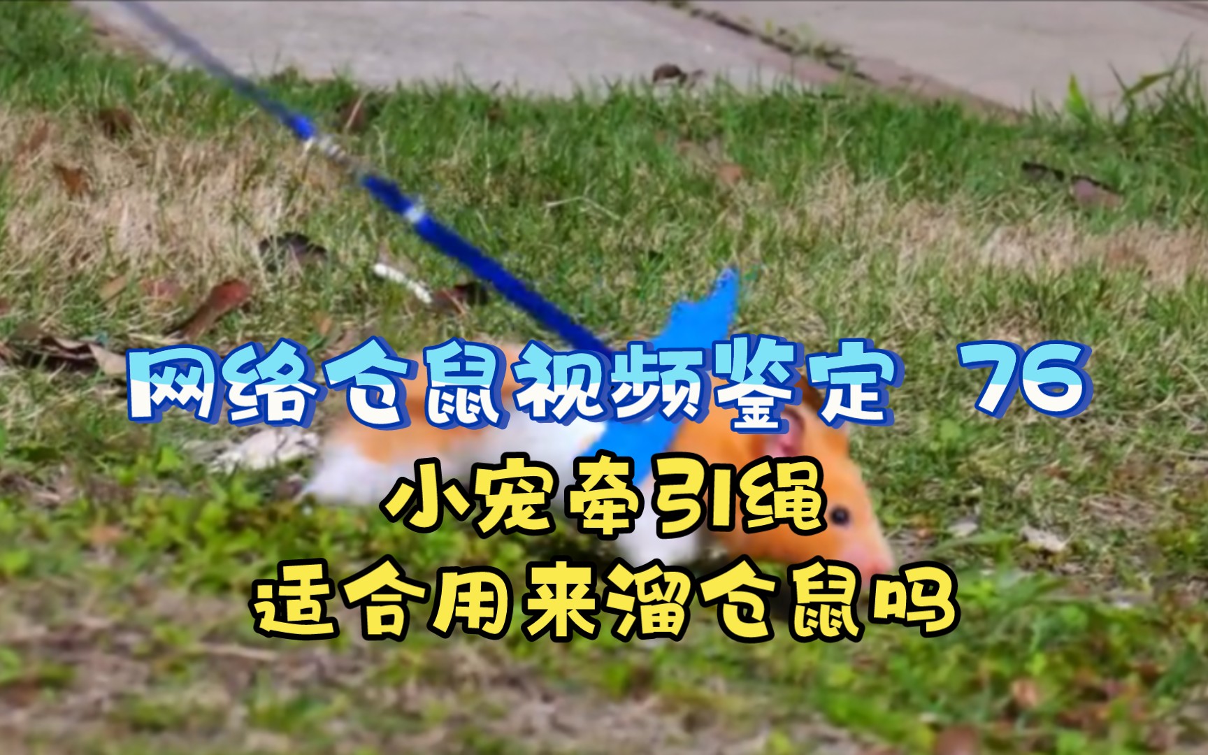 【网络仓鼠视频鉴定 76】小宠牵引绳适合用来溜仓鼠吗？