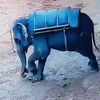 惨！印度驯兽师被大象踩扁