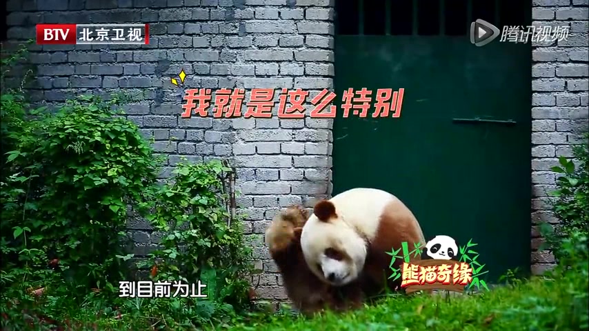 【大熊猫七仔】七仔的相关介绍