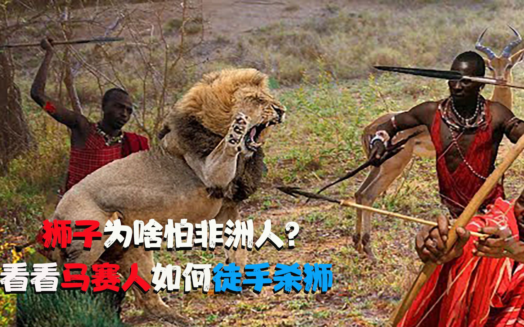 狮子为啥怕非洲人？看看马赛人如何徒手杀狮，像抓小猫一样。