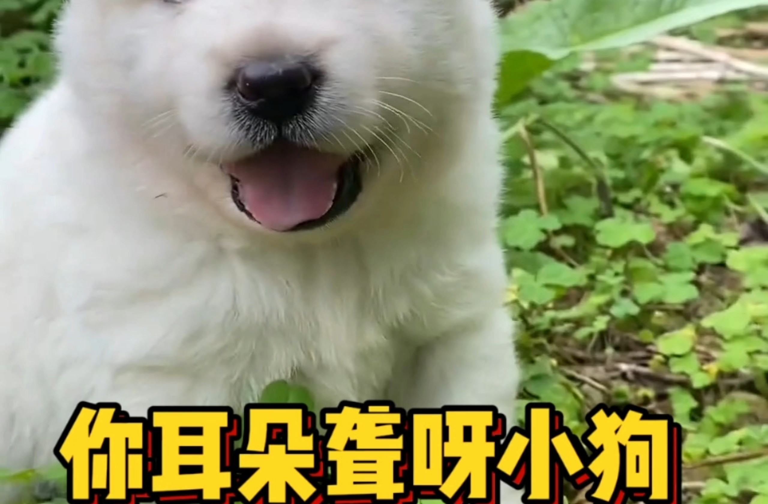 吃一群狗吃，干就一个人干