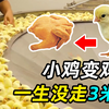 小鸡的一生，从出生变鸡块，一辈子没走3米远