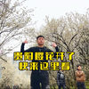 贵阳的樱花开了，来这里看