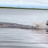 非洲博茨瓦纳，一头驴羚在游过乔贝河的途中被一条鳄鱼发现，二者随即展开生死竞逐。