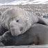 [搬运]象海豹 Elephant Seals