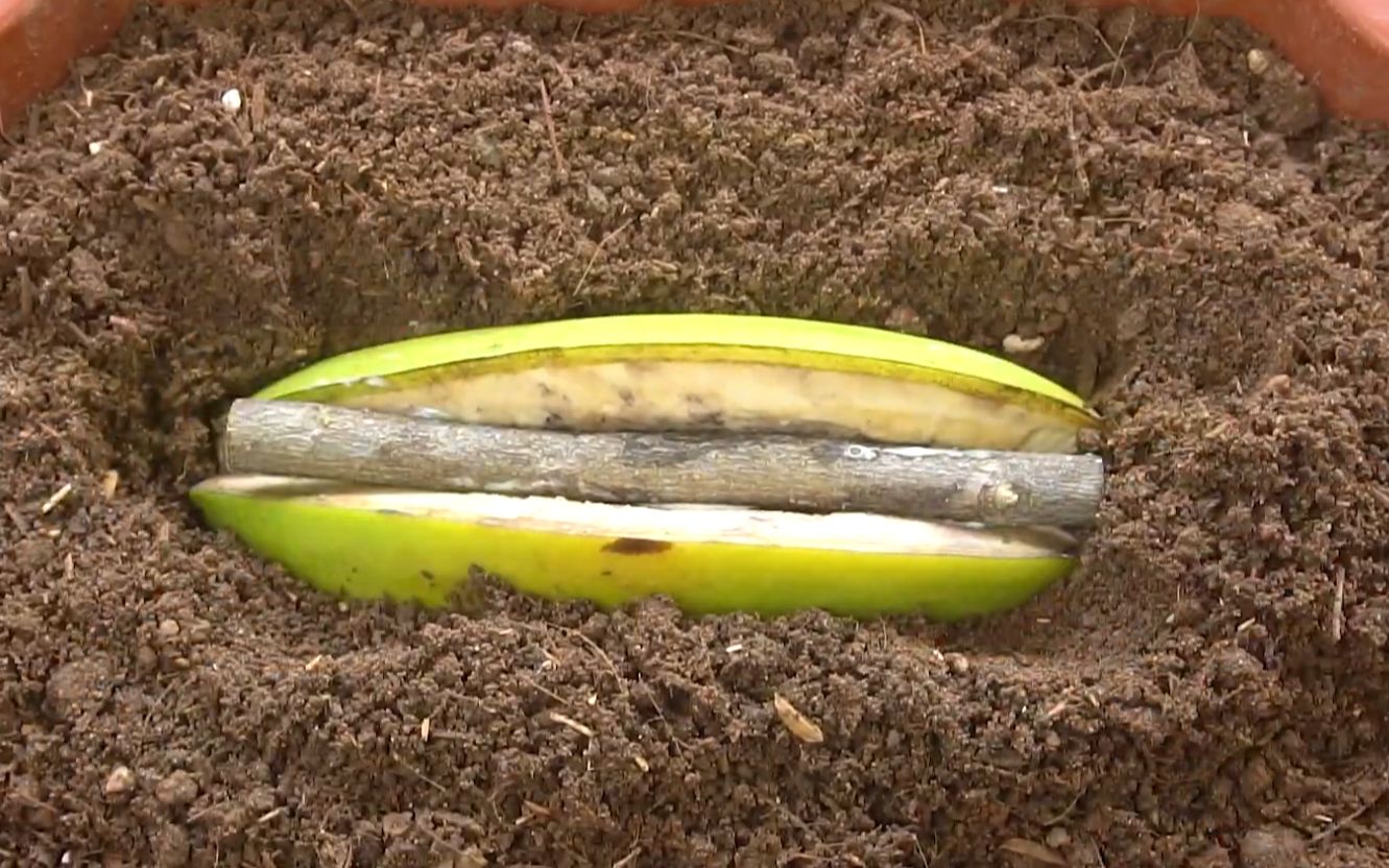 香蕉切开，中间夹一根树枝，一起埋土，奇怪的知识又增加了