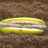 香蕉切开，中间夹一根树枝，一起埋土，奇怪的知识又增加了