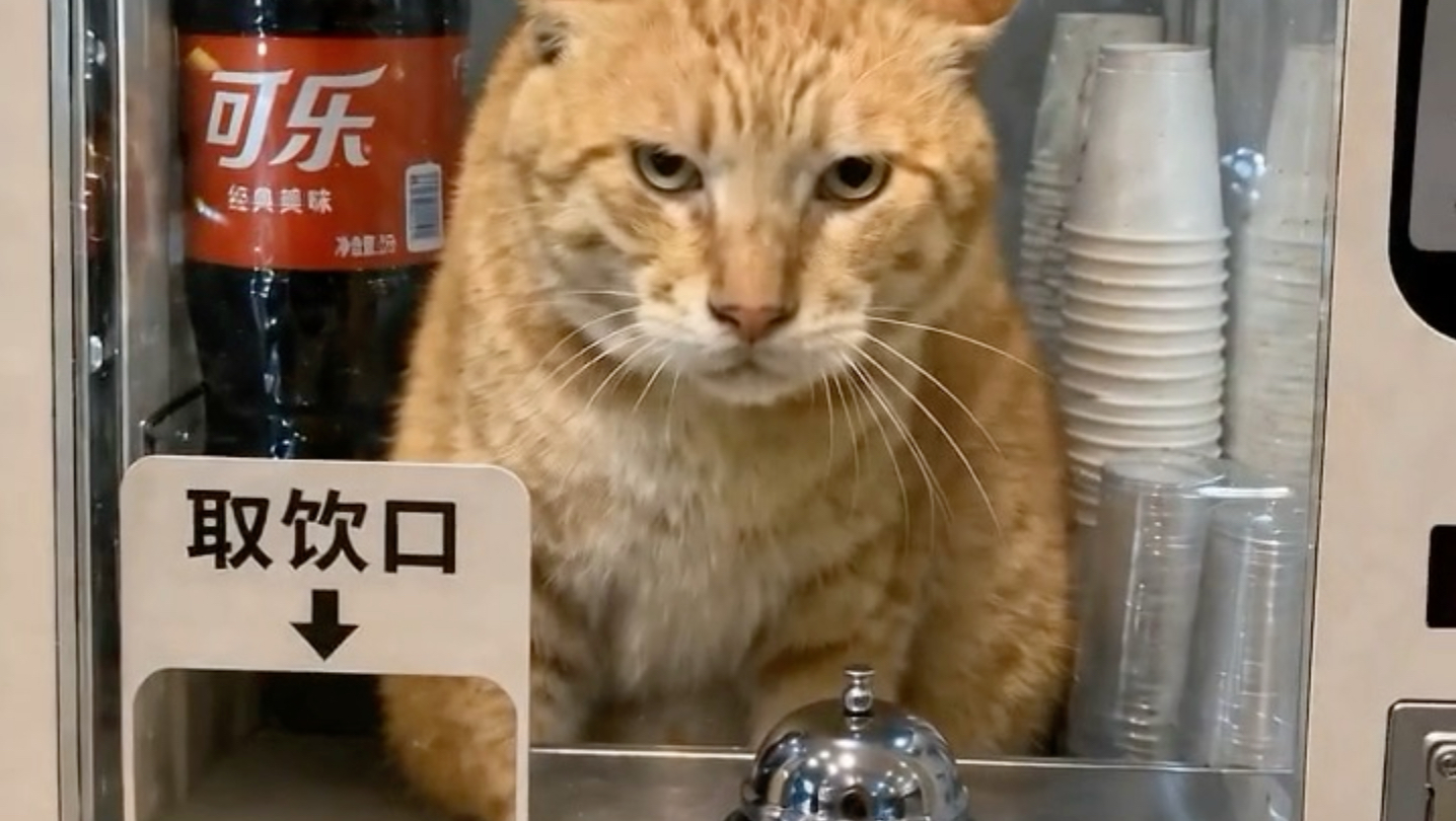 猫儿这个恶劣服务