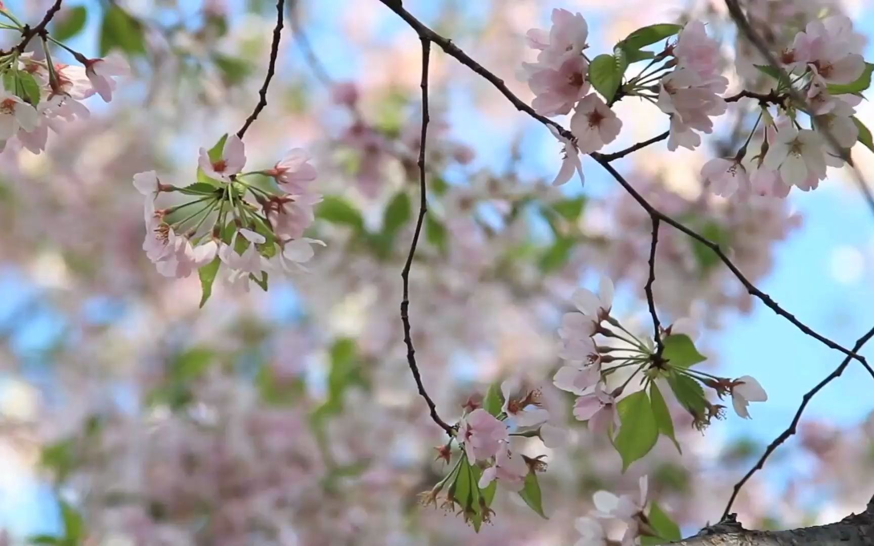 《海阔天空》经典歌曲,mv制作教程软件下载哔哩哔哩bilibili