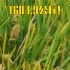 破纪录！袁隆平团队杂交水稻双季亩产1603.9公斤！