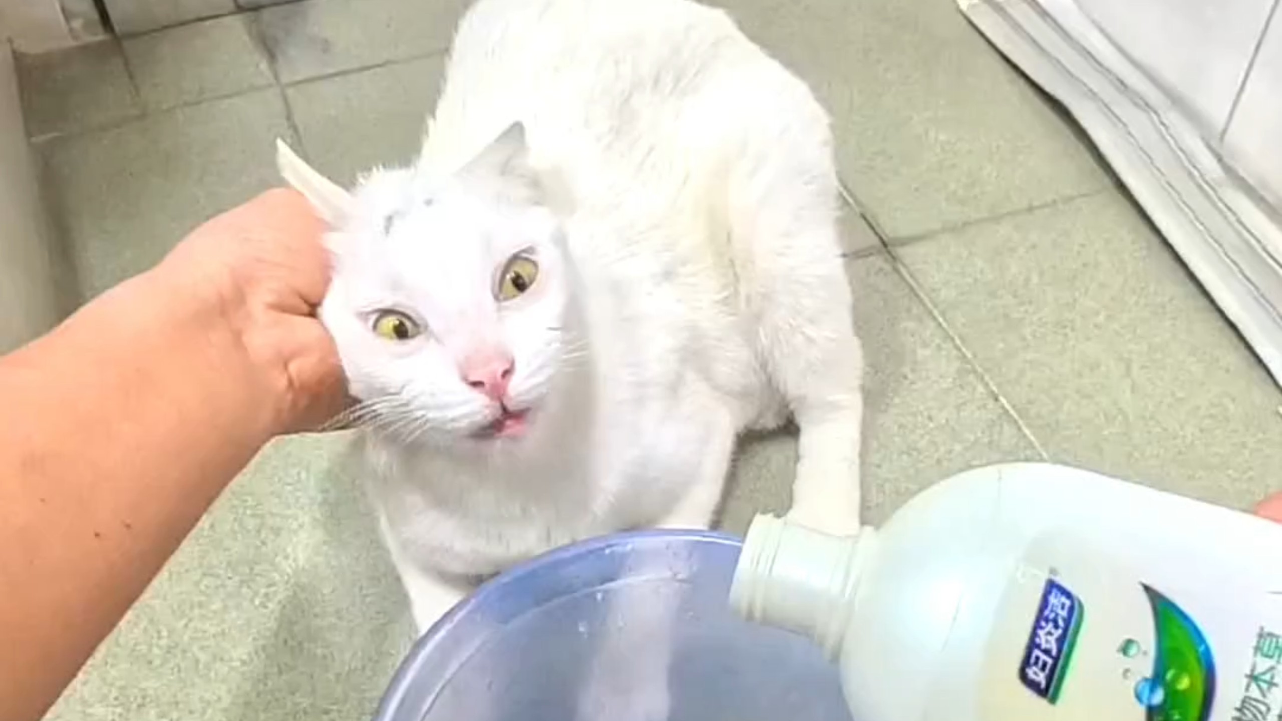 #猫咪洗澡 #洗猫 #猫洗澡 #白猫 #猫咪的迷惑行为 #被迫营业的猫猫 #我和我的猫 #猫咪日常