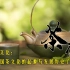 中国茶文化：你对我国茶文化的起源与发展历史了解多少？
