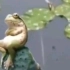 青蛙插着”双手“悠闲自在的坐在莲蓬上，网友：我要是也能像你那么潇洒就好了