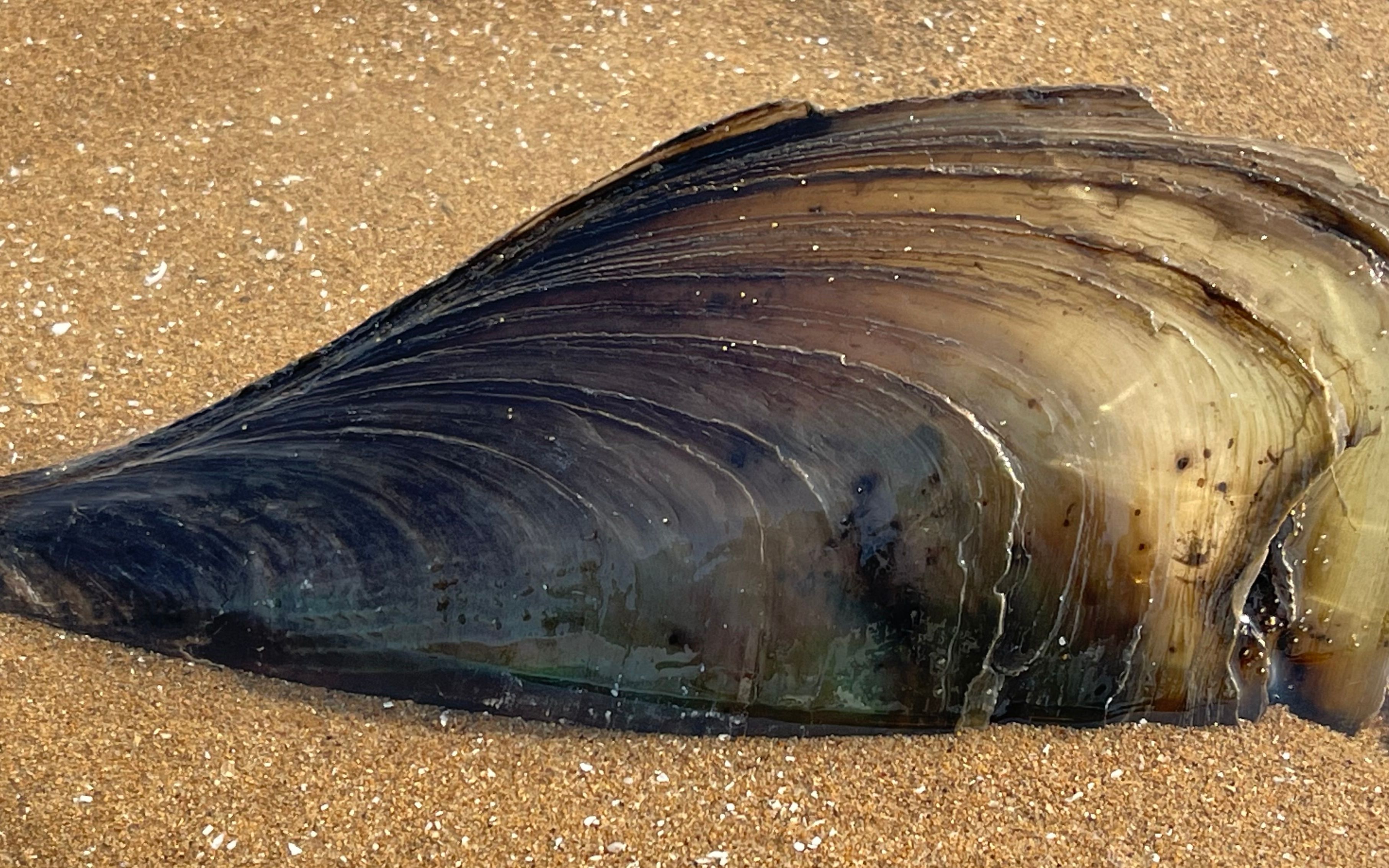 大海退潮后，大庆赶海发现一只吐着舌头的大绿贝，个头比手还要大