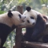 《大熊猫故事》为了更好地保护大熊猫，我们做了什么