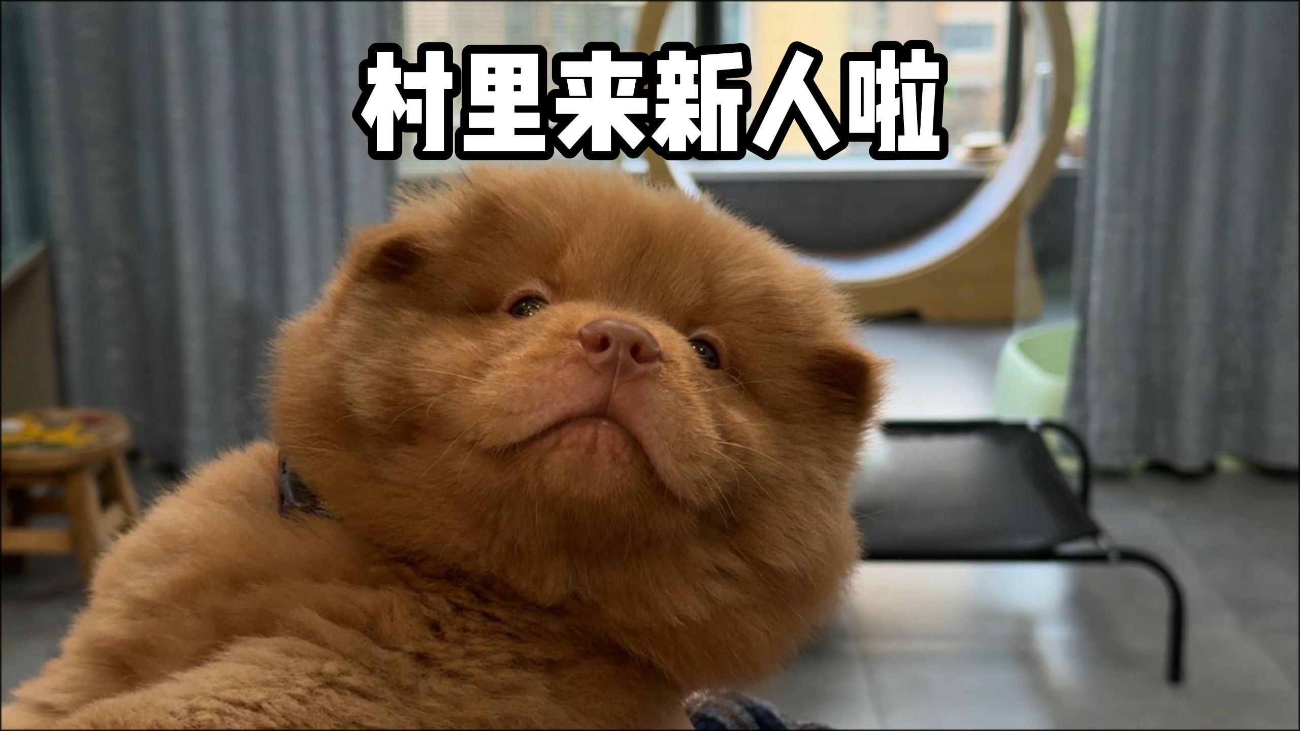 村里来新人啦！