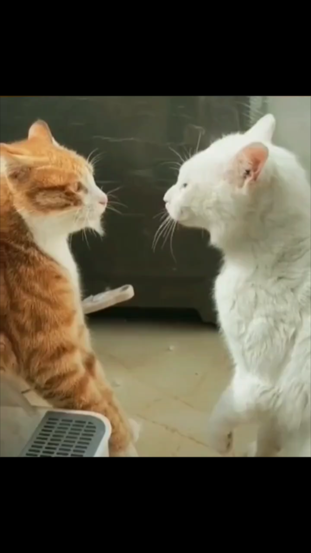 猫咪打架电脑壁纸 - 25H.NET壁纸库