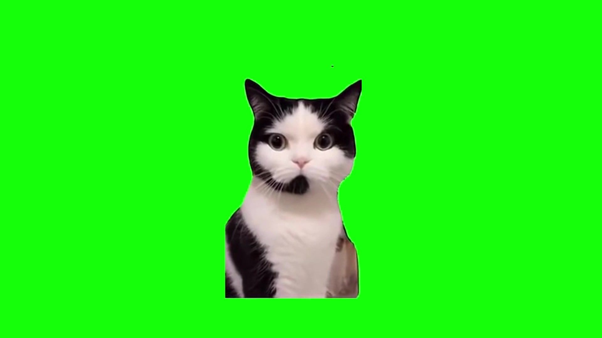 【高清无水印】打电话客服猫猫meme绿幕素材40秒