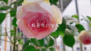 73d1bd46d1dd0f188fb3b54be7fac64696980401.jpg@310w_174h_1c_100q.jpg