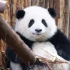 【大熊猫和花】真的有很认真在吃笋笋和营业！