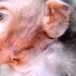 满身伤痕累累的小孤猴幼崽 害怕的眼神小心谨慎环顾四周，害怕在被其他猴子撕咬