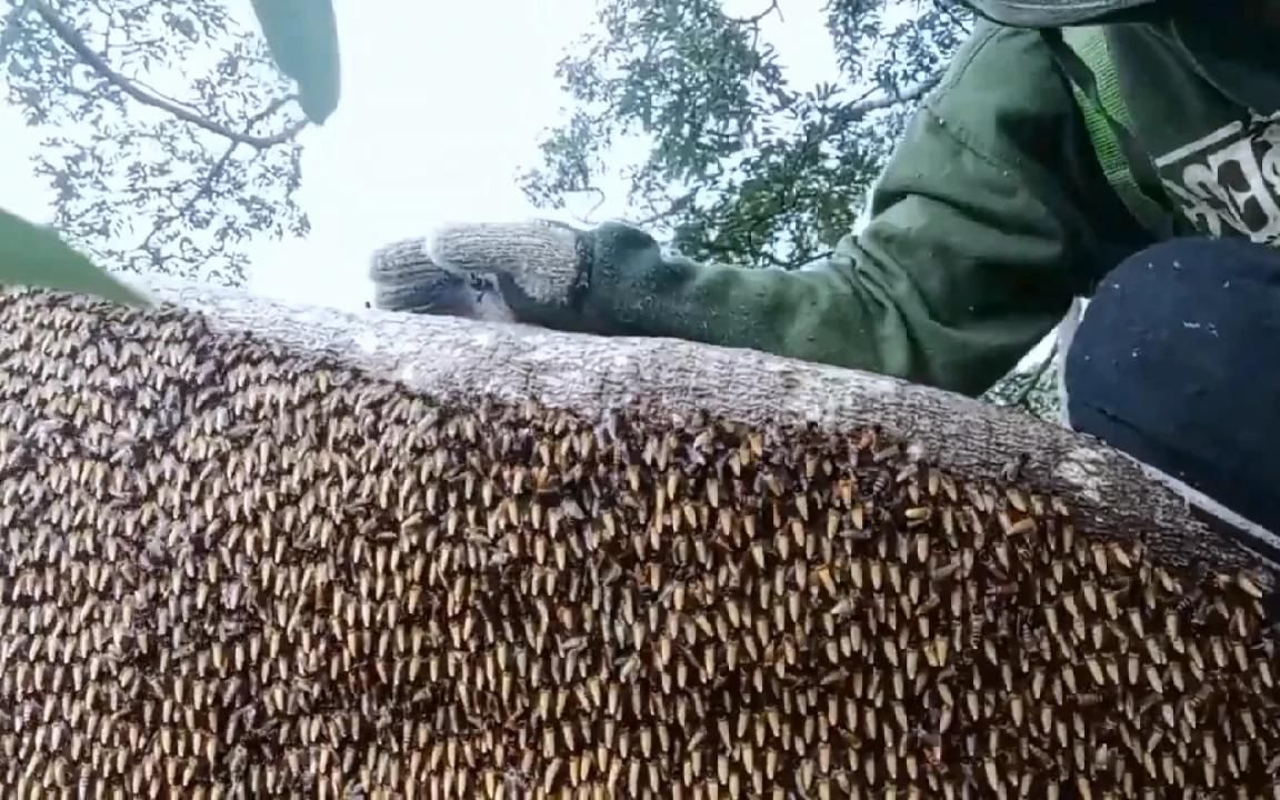 45米高的树上有14个大排蜂蜂巢，采了200公斤的蜂蜜