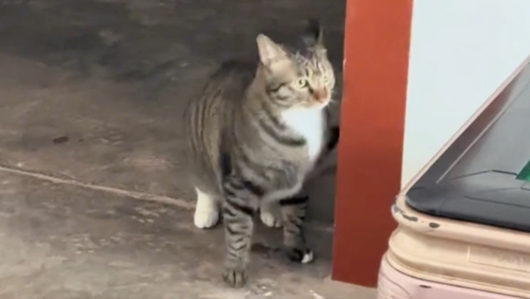 社恐小猫第一次回老家