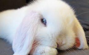 74036322cb60db3253e4927d52e1cf2659b2683e.jpg@480w_270h_1c