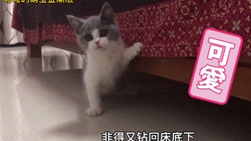 7406f6a357e78178ac03094261e62e44a8cdb65a.jpg@280w_158h_1c_100q.jpg