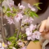 [hatomugi]赏花与闲聊