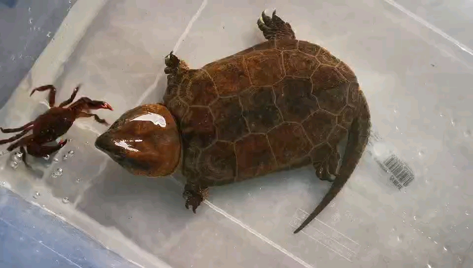 鹰嘴龟巨头培养-鹰嘴龟除了需要大头基因外，也还需要后天的喂养，可以选择喂一些螃蟹，田螺，这样可以锻炼它的咬合力，刺激它的头部变大！