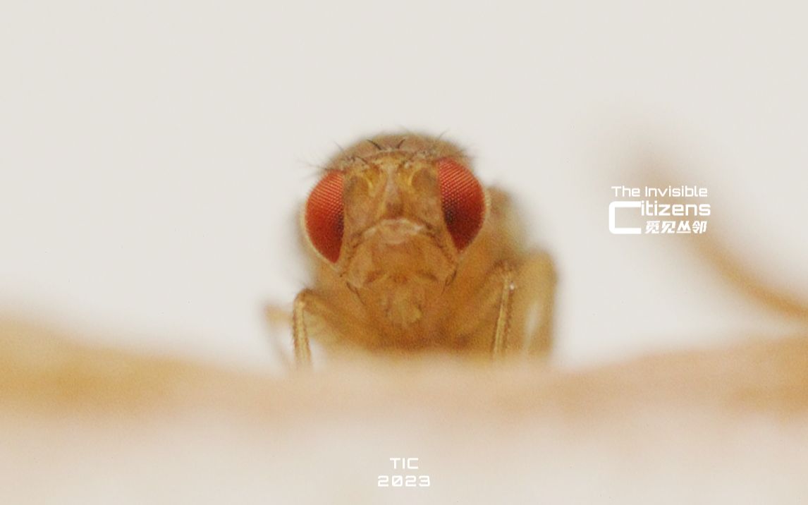 放久了的水果周围为什么总有一些小飞虫？