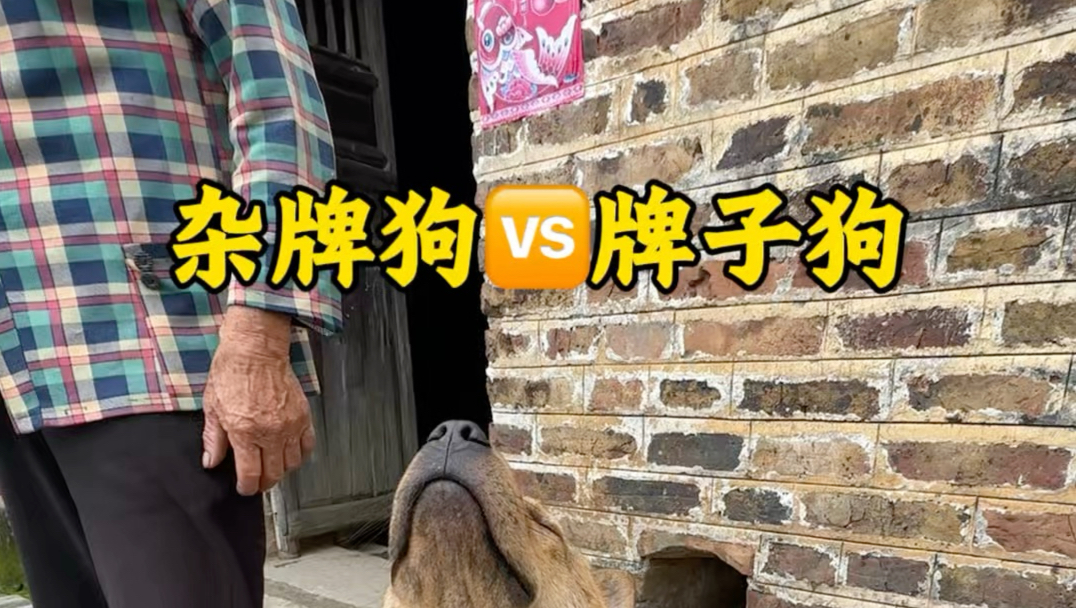 杂牌狗vs牌子狗
