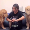金毛嫌弃主人拍的黄瓜脏，让主人重新拍，结果主人用拖鞋拍黄瓜，金毛看呆了